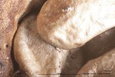 Gestreifter Teuerling, Foto 43