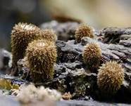 Gestreifter Teuerling, Foto 7