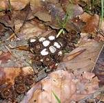 Gestreifter Teuerling, Foto 10