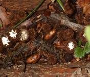 Gestreifter Teuerling, Foto 11