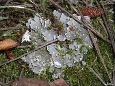 Geteilte-Hundsflechte, Foto 2