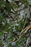 Geteilte-Hundsflechte, Foto 7