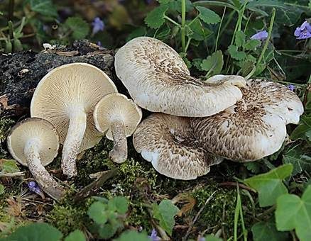 Getigerter Sägeblättling, Foto 2