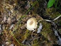 Getigerter Sägeblättling, Foto 19