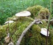 Getigerter Sägeblättling, Foto 26