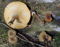 Getigerter Sägeblättling, Foto 28