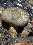 Getigerter Sägeblättling, Foto 30