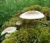 Getigerter Sägeblättling, Foto 8