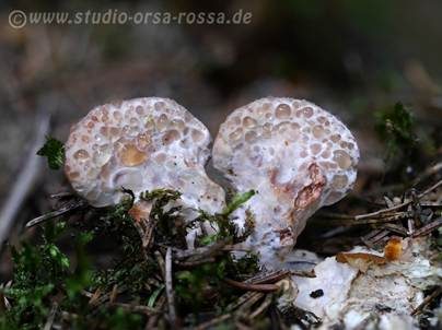 Getropfter Saftporling, Foto 2