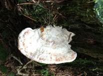 Getropfter Saftporling, Foto 25