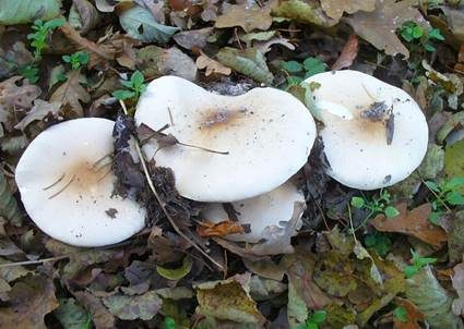 Getropfter Schleimschirmling, Foto 3