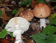 Getropfter Schleimschirmling, Foto 21