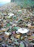 Getropfter Schleimschirmling, Foto 22