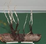 Geweihförmige Holzkeule, Foto 14