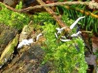 Geweihförmige Holzkeule, Foto 21
