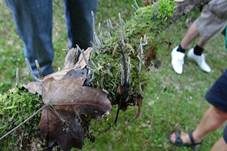 Geweihförmige Holzkeule, Foto 24
