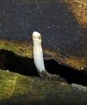 Geweihförmige Holzkeule, Foto 35