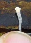 Geweihförmige Holzkeule, Foto 36
