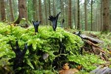 Geweihförmige Holzkeule, Foto 37