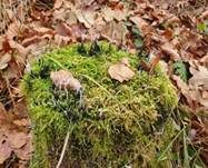 Geweihförmige Holzkeule, Foto 39