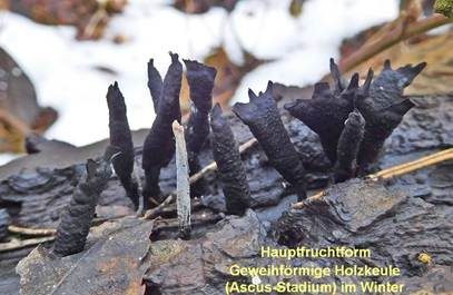 Geweihförmige Holzkeule, Foto 6