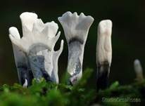 Geweihförmige Holzkeule, Foto 43