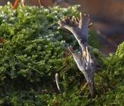 Geweihförmige Holzkeule, Foto 9
