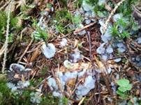 Geweihförmiger Schleimpilz, Foto 21