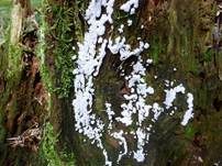 Geweihförmiger Schleimpilz, Foto 24