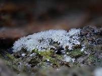 Geweihförmiger Schleimpilz, Foto 39