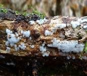 Geweihförmiger Schleimpilz, Foto 43