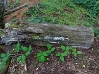 Geweihförmiger Schleimpilz, Foto 46