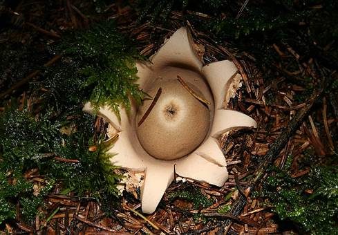Gewimperter Erdstern, Foto 2