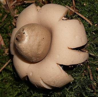 Gewimperter Erdstern, Foto 3