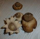 Gewimperter Erdstern, Foto 12