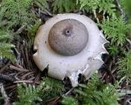 Gewimperter Erdstern, Foto 13