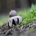 Gewimperter Erdstern, Foto 14