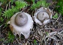 Gewimperter Erdstern, Foto 17