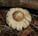 Gewimperter Erdstern, Foto 19