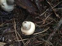 Gewimperter Erdstern, Foto 24