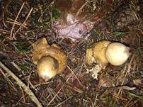 Gewimperter Erdstern, Foto 30