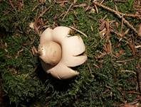 Gewimperter Erdstern, Foto 35