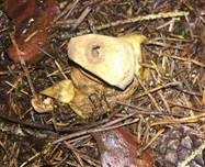 Gewimperter Erdstern, Foto 38