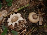 Gewimperter Erdstern, Foto 39