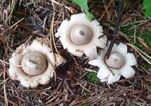 Gewimperter Erdstern, Foto 41