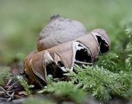 Gewimperter Erdstern, Foto 6