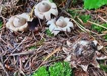 Gewimperter Erdstern, Foto 42