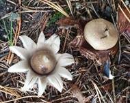 Gewimperter Erdstern, Foto 45