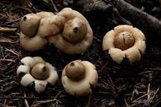 Gewimperter Erdstern, Foto 48