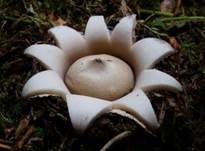 Gewimperter Erdstern, Foto 51